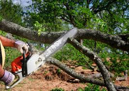 Best Root Management and Removal  in Canyon Creek, WA