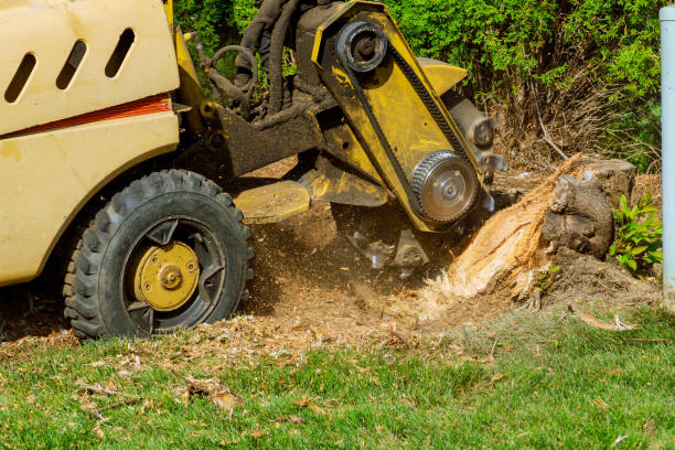 Best Tree Risk Assessment  in Canyon Creek, WA