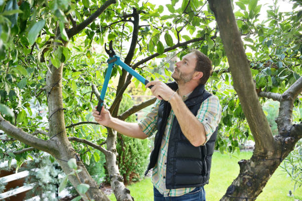 Best Tree and Shrub Care  in Canyon Creek, WA