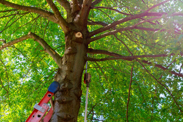Best Emergency Tree Removal  in Canyon Creek, WA